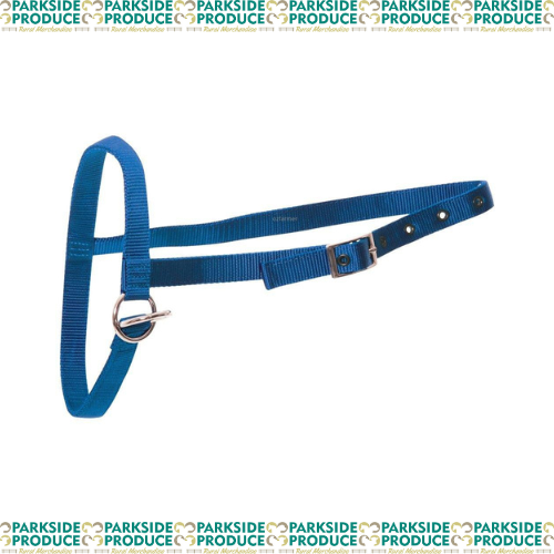 Calf Leading Halter Nylon Blue