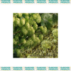 Hop Flowers