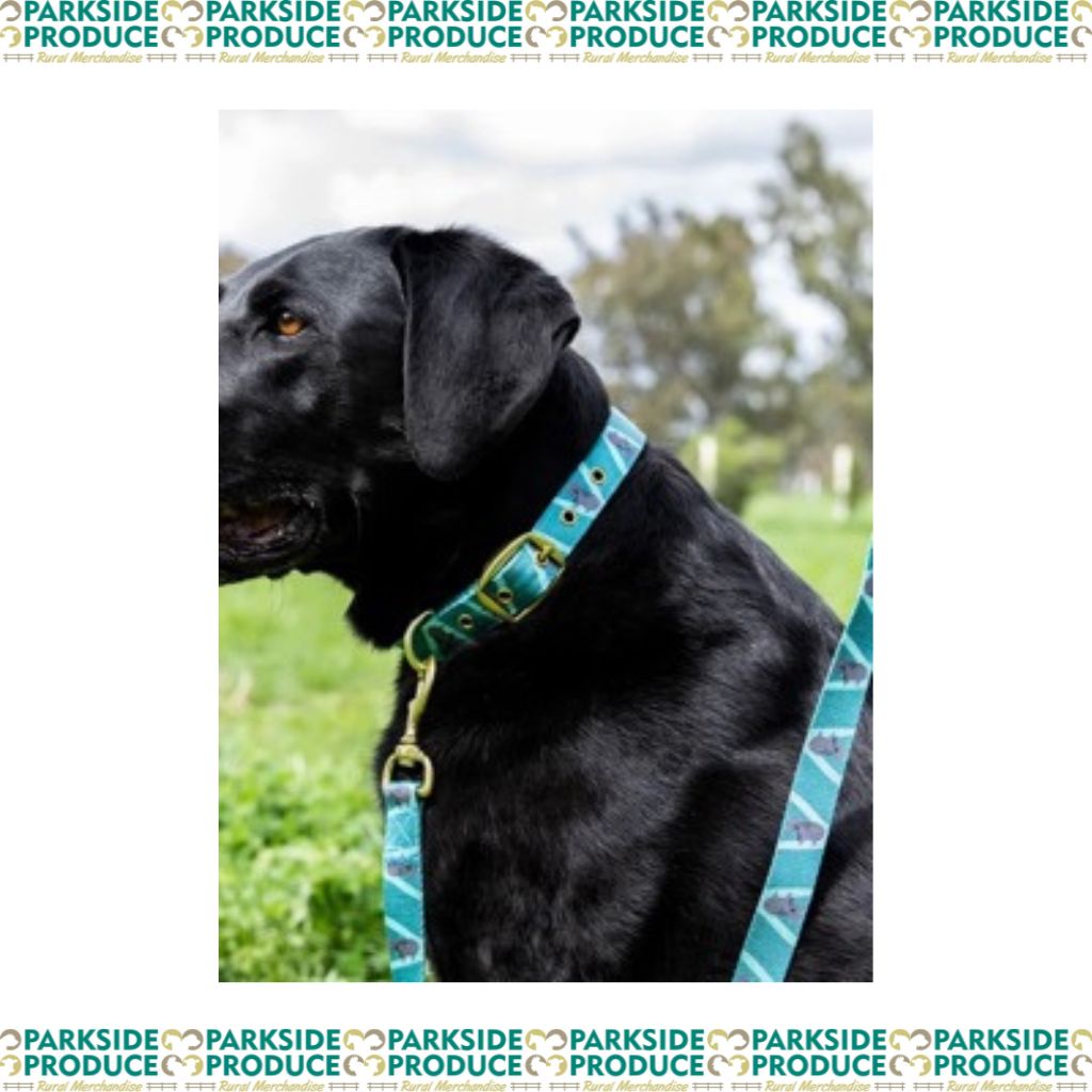 Dog Collar Kylo The Koala