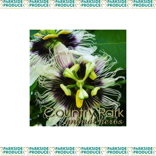 Passion Flower