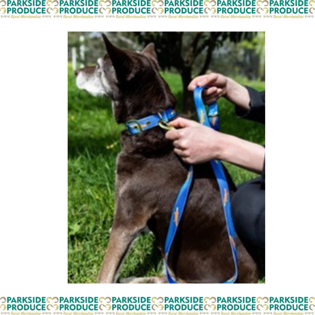 Dog Collar Piper the Platypus