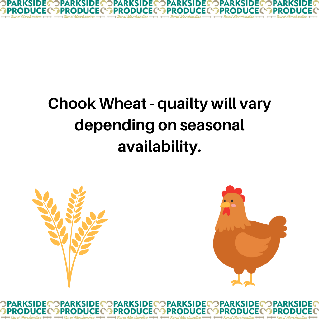 Chook Wheat