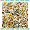 Chamomile Flowers