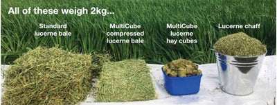 HAY CUBES - Lucerne