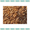 Feed Oats