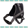 Bainbridge Sport Harness Adjustable