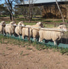 Footrot Bath - Race Type